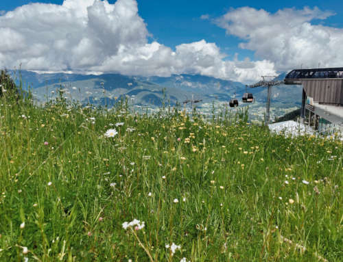 Alles blüht am Jenner – Wanderung von der Mittelstation der Jennerbahn zur Bergstation