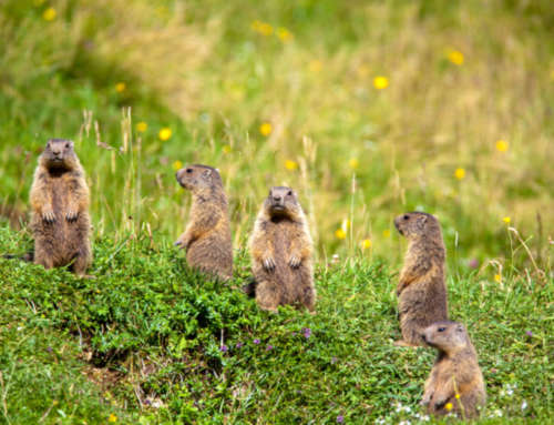 Der Nationalpark stellt sich vor