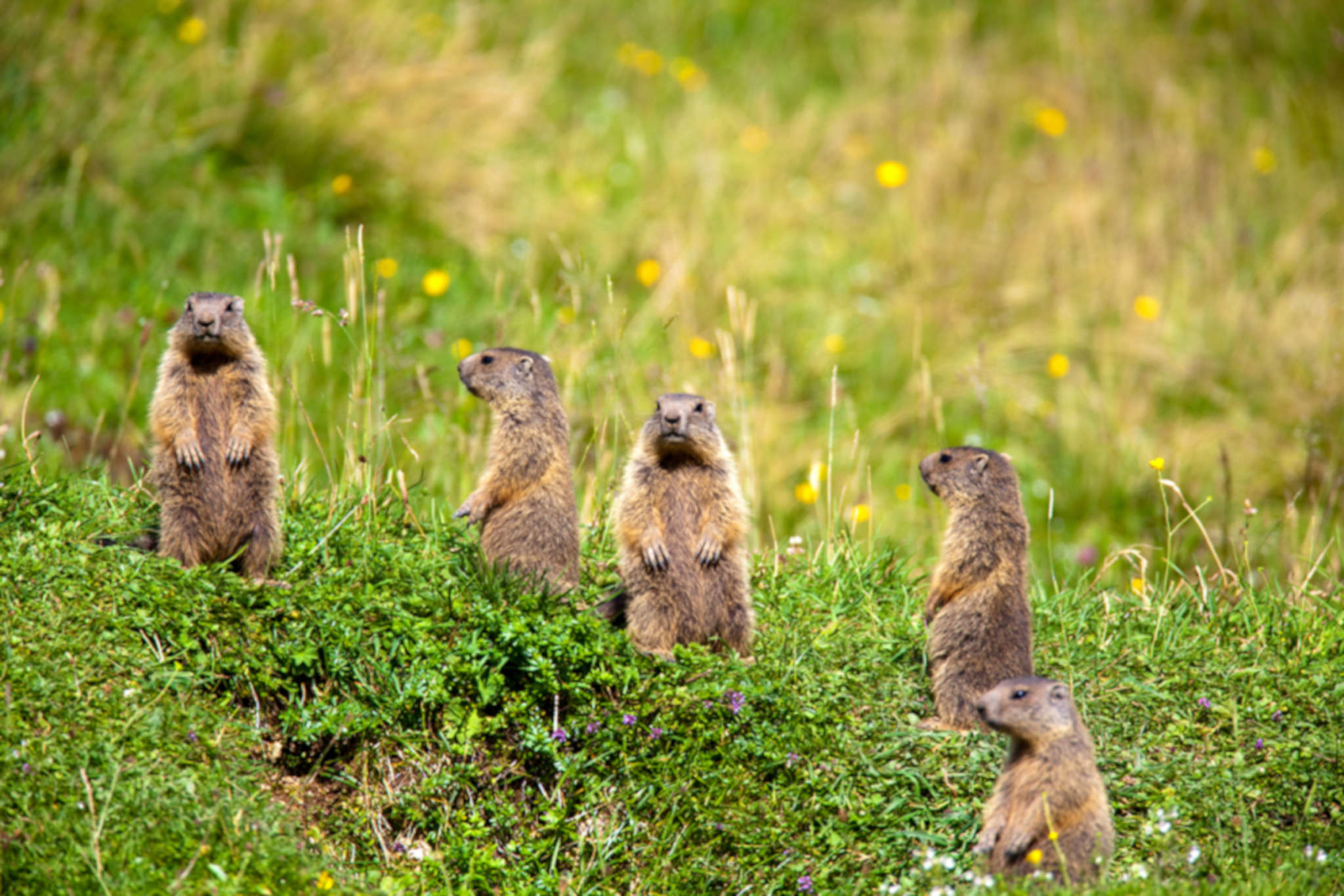 Der Nationalpark stellt sich vor