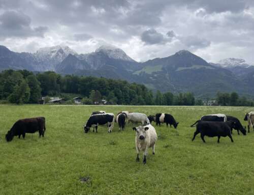 From the pasture to the plate